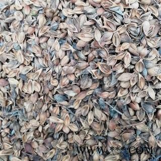 山西野生连翘 干净无杂  1公斤一袋图3