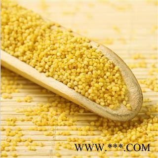 双鹏药材行 北秫米  秫米 黄小米 北秫米 北秫米 黄米 糯秫 糯粟 黄糯 产地 山东省图2