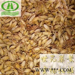 世元药业 麦芽 正品 优质 发芽率99 全麦芽 大麦蘖 麦蘖图2