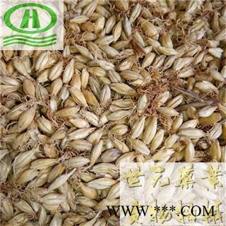 世元药业 麦芽 正品 优质 发芽率99 全麦芽 大麦蘖 麦蘖图1