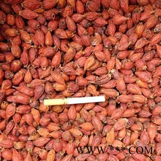 【满包邮】栀子 统个 规格齐全 量大从优【专业批发 品种齐全】图4