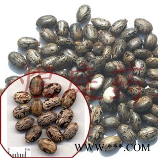 煜庭药业 蓖麻子 红蓖麻子图4