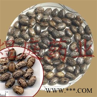 煜庭药业 蓖麻子 红蓖麻子图2