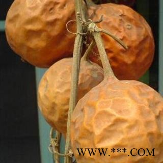 选装瓜蒌 纯净无糖  选装颜色好  产地直销图3