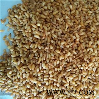 纯净；无壳；无假 柏子仁图4