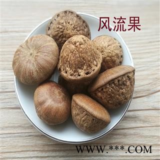 煜庭药业 风流果 厚鳞柯 壮阳果 补肾果 益肾子 马牯 捻碇果 辗垫栗 厚鳞石栎 木栎子 大头椎图4