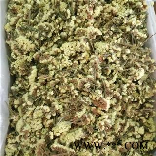 迎春花 勿忘我 黄色勿忘我 一级选货 产地 云南省图2