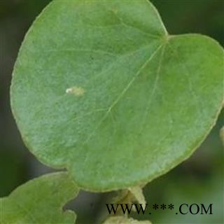 亚乎奴 锡生藤 正品保证质量7天无理由退货退款 华安堂图2