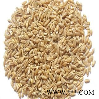 煜庭药业 浮小麦图4