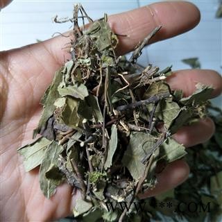 络石藤 络石藤统段 产地 湖北省图3