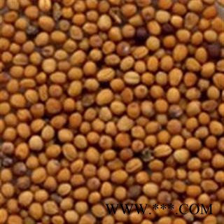 煜庭药业 白芥子图2