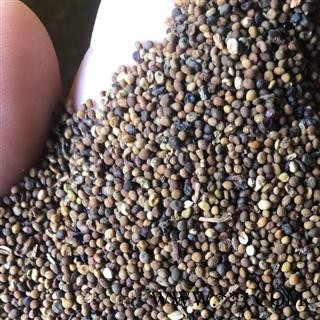 菟丝子 菟丝子过风车统货 产地 内蒙古自治区 买好药找娟子图2