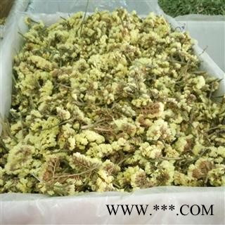 迎春花 迎春花茶 勿忘我 黄色勿忘我 批发花草茶产地 云南图2