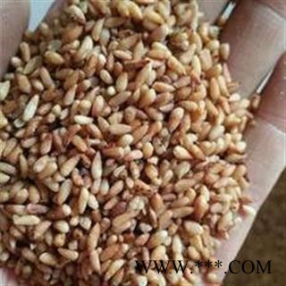 柏子仁 柏子仁98货 产地 山东省 买好药找娟子图3