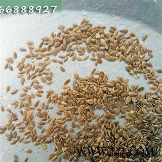 亚麻子 胡麻仁 产地 河北省  各种籽药批发 娟子中药图2