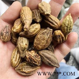 诃子统个 金柯子 正品 诃子(荆柯子)产地 新疆维吾尔自治区 买好药找娟子图2