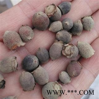 桃金娘 桃金娘子 岗稔子 山稔子 桃金娘果 岗念子 产地 广西壮族自治区 买好药找娟子图3