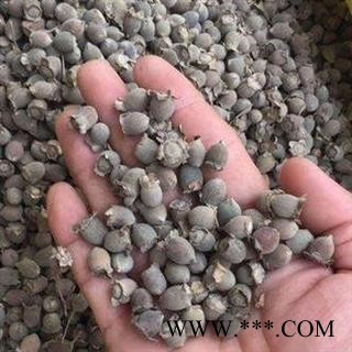 桃金娘 桃金娘子 岗稔子 山稔子 桃金娘果 岗念子 产地 广西壮族自治区 买好药找娟子图4