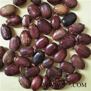 娟子中药 蓖麻子 红蓖麻子  颗粒饱满  产地 新疆维吾尔自治区图2