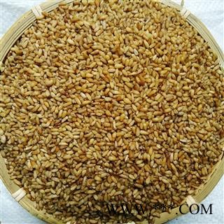 娟子中药批发 正品柏子仁 纯净货 无壳 无杂质 无加重 柏子仁 统货 产地 山东省潍坊市临朐县 库存 买好药找娟子图3