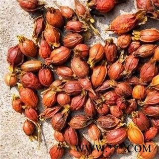 栀子 江西栀子统个 产地 江西省 买好药找娟子图3