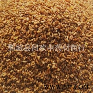 【好统货柏子仁】@【同欢药材】中药材批发供应  规格齐全 量大从优 产地 山东省图2