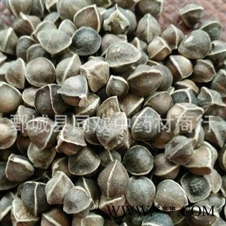 【中粒辣木籽】@【同欢药材】中药材批发供应  规格齐全 量大从优  产地 海外图2