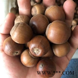 橡子 橡实 栗茧 象子 橡子 产地 河南省图3
