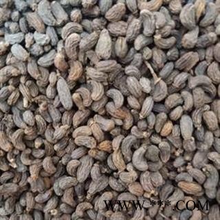 女贞子 女贞子腰果净货 产地 四川省 买好药找娟子图4