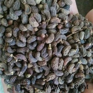 女贞子 女贞子腰果净货 产地 四川省 买好药找娟子图3