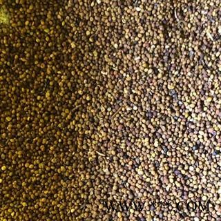 菟丝子 大菟丝子水洗选货 产地 内蒙古自治区 买好药找娟子图3