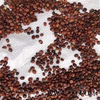 酸枣仁 酸枣仁选货 产地 山东省 买好药找娟子图3