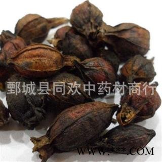 【炒栀子】@【同欢药材】中药材批发供应 规格齐全 量大从优  产地 江西省图2