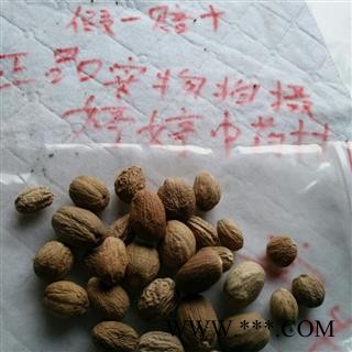 肉豆蔻 统 产地 广西壮族自治区柳州市柳江县图3