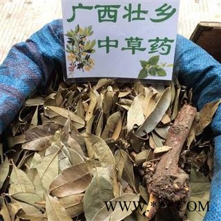 广西壮乡中草药 野生 杉木寄生 杉寄生 产地 广西柳州