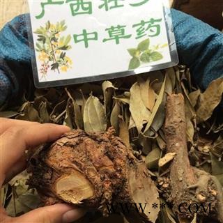 广西壮乡中草药 野生 杉木寄生 杉寄生 产地 广西柳州图4