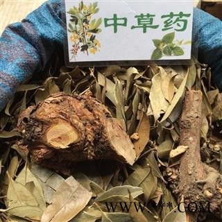 广西壮乡中草药 野生 杉木寄生 杉寄生 产地 广西柳州图3