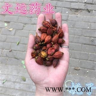 栀子 统装 产地 江西省宜春市市辖区