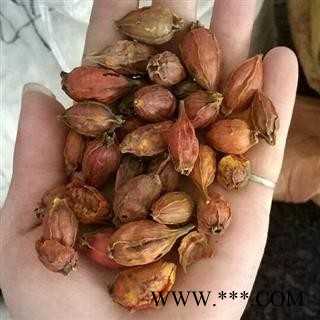 栀子 统装 产地 江西省宜春市市辖区图4