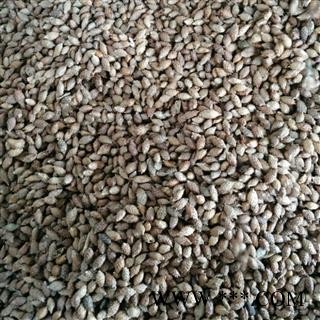 苍耳子  小粒撞刺统产地内蒙古自治区赤峰市林西县图2