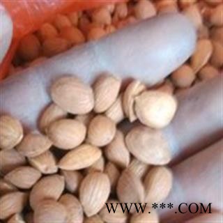 山桃仁  榹桃、山毛桃、野桃、花桃  统 产地 山西省图2