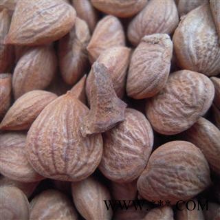 苦杏仁、杏仁图3