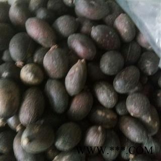 蒲葵子 大粒 产地 四川省图2