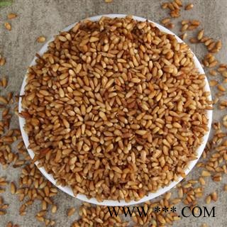 优质无硫 柏子仁  品质保证 当季新货 量大从优 产地山东省图2