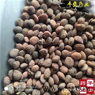 平安药业 蕤仁 美仁子 蕤子 正品 优质图1