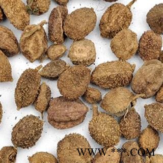 砂仁 阳春壳砂 产地 云南省图2