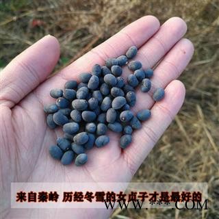 女贞子500g野生女贞子中药材女贞子冬青籽秦岭野生女贞子泡茶图2