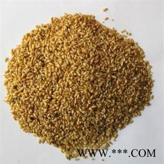 柏子仁 柏子仁选货 产地 山东省东营市图2