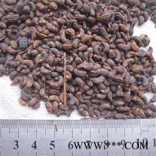女贞子（女贞实、冬青子、爆格蚤、白蜡树子、鼠梓子）肾形，过风车图2