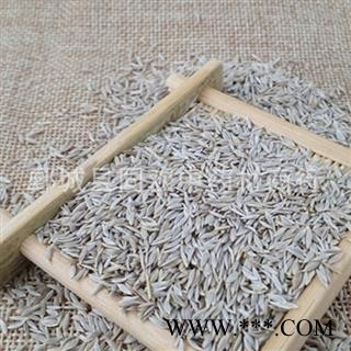 【白生菜籽 白巨胜 莴苣子】@【同欢药材】中药材批发供应 产地 河北省图2